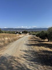 Οικόπεδο 3.800 τ.μ. για πώληση