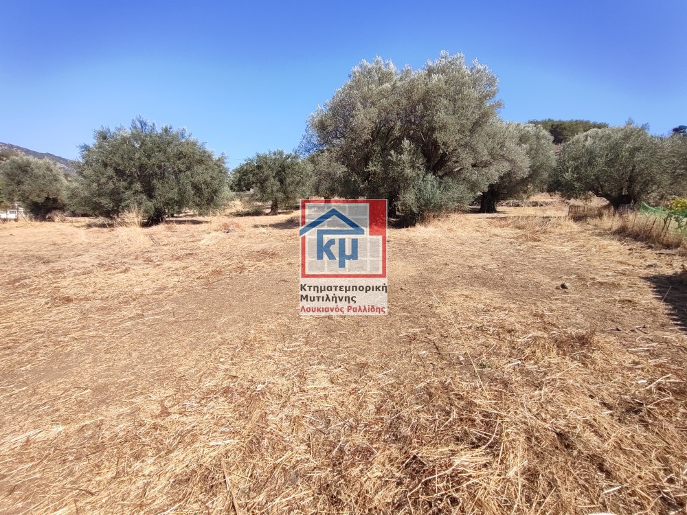 Οικόπεδο 2.781 τ.μ. προς πώληση, Ν. Λέσβου, Λέσβος - Καλλονή