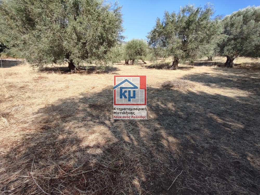 Οικόπεδο 2.781 τ.μ. προς πώληση, Ν. Λέσβου, Λέσβος - Καλλονή