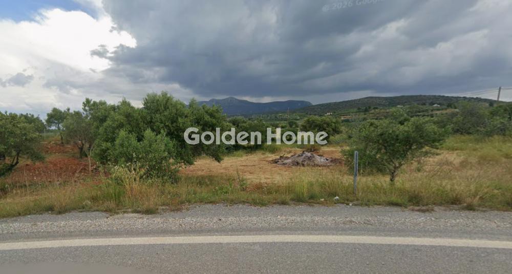 Αγροτεμάχια 1.800 τ.μ. προς πώληση, Ελιά Μολάων