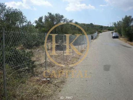 Αγροτεμάχια 8.500 τ.μ. πρός πώληση
