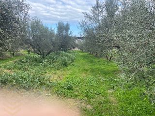 Οικόπεδο 804 τ.μ. για πώληση, Κορινθία, Σικυώνα-thumb-1