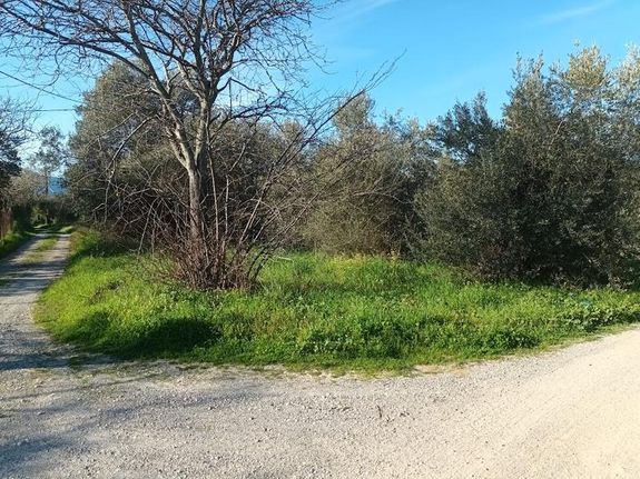 Αγροτεμάχια 2.000 τ.μ. για πώληση, Εύβοια, Αιδηψός