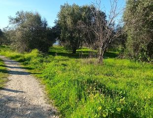 Αγροτεμάχια 2.000 τ.μ. για πώληση, Εύβοια, Αιδηψός-thumb-4