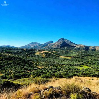 Αγροτεμάχια 15.400 τ.μ. πρός πώληση
