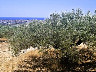 Αγροτεμάχια 2.236 τ.μ. για πώληση, Ν. Λασιθίου, Ιεράπετρα-thumb-2