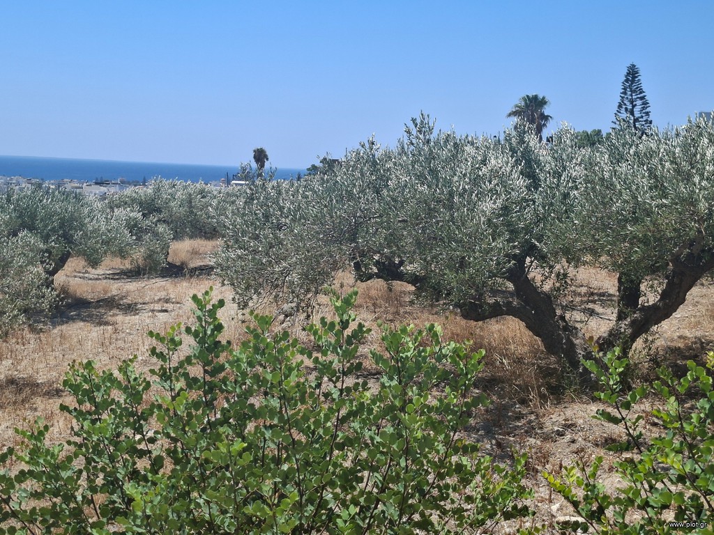 Αγροτεμάχια 2.236 τ.μ. πρός πώληση, Ν. Λασιθίου, Ιεράπετρα