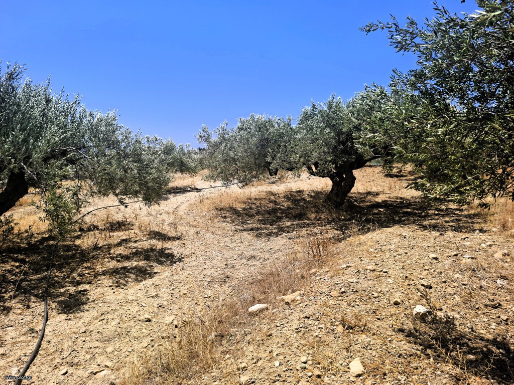 Αγροτεμάχια 2.236 τ.μ. πρός πώληση, Ν. Λασιθίου, Ιεράπετρα
