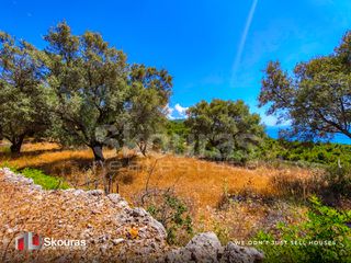 Αγροτεμάχια 6.488 τ.μ. προς πώληση, Απολλώνιο-thumb-7