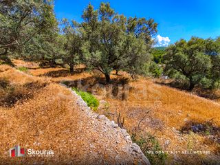Αγροτεμάχια 6.488 τ.μ. προς πώληση, Απολλώνιο-thumb-17