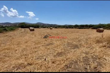 Αγροτεμάχια 5.500 τ.μ. προς πώληση