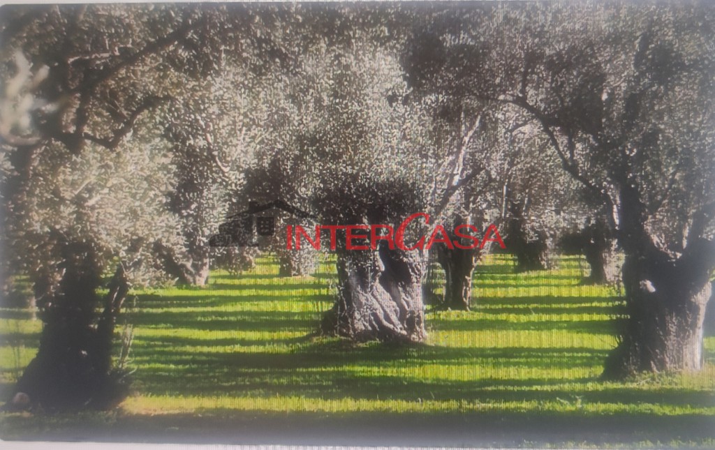 Αγροτεμάχια 2.900 τ.μ. προς πώληση, Φθιώτιδας, Μαλεσίνα