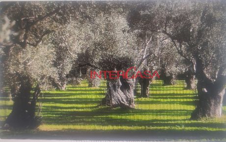 Αγροτεμάχια 2.900 τ.μ. προς πώληση