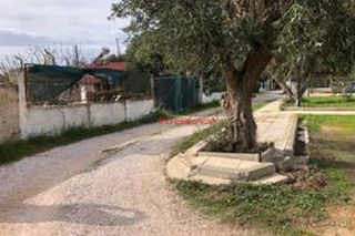 Land plot 650 sqm for sale