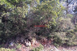 Οικόπεδο 1.050 τ.μ. προς πώληση