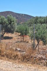 Αγροτεμάχια 30.000 τ.μ. για πώληση