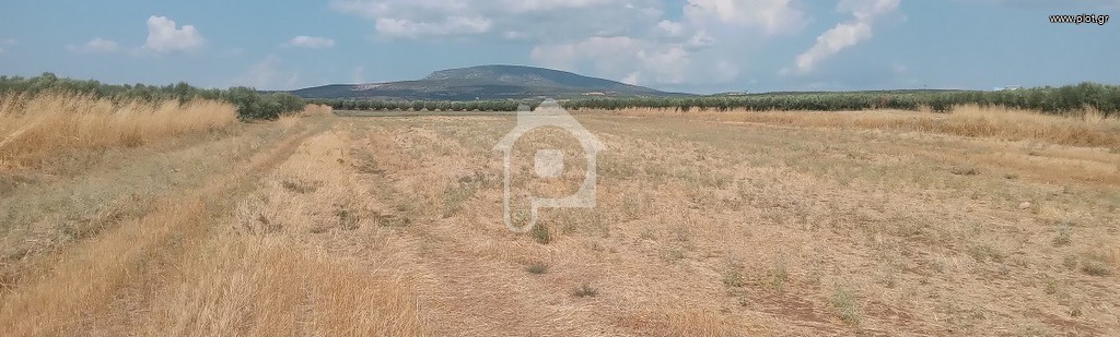 Οικόπεδο 11.720 τ.μ. προς πώληση, Ελαιοχώρια