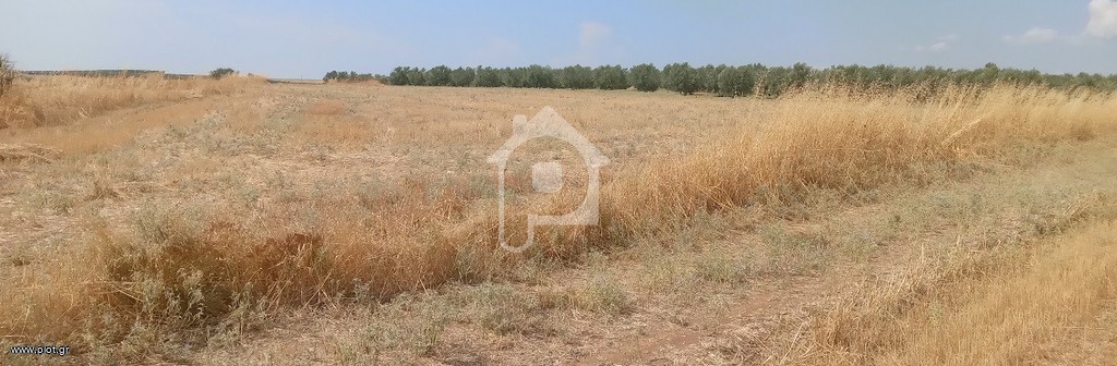 Οικόπεδο 11.720 τ.μ. προς πώληση, Ελαιοχώρια