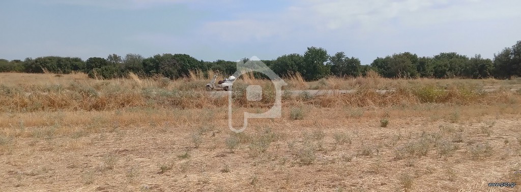 Οικόπεδο 11.720 τ.μ. προς πώληση, Ελαιοχώρια