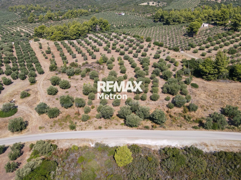 Αγροτεμάχια 5.000 τ.μ. πρός πώληση, Χαλκιδική, Ορμύλια