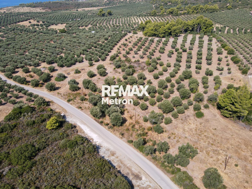 Αγροτεμάχια 5.000 τ.μ. πρός πώληση, Χαλκιδική, Ορμύλια