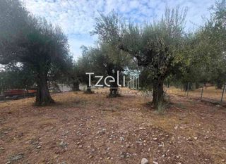Αγροτεμάχια 2.317 τ.μ. για πώληση, Αχαΐα, Μεσσατίδα-thumb-22