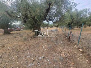 Αγροτεμάχια 2.317 τ.μ. για πώληση, Αχαΐα, Μεσσατίδα-thumb-7