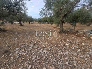 Αγροτεμάχια 2.317 τ.μ. για πώληση, Αχαΐα, Μεσσατίδα-thumb-5