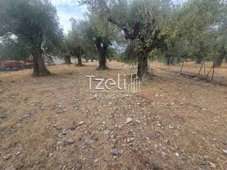 Αγροτεμάχια 2.317 τ.μ. για πώληση, Αχαΐα, Μεσσατίδα-thumb-10