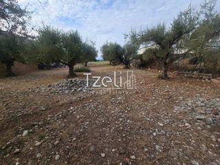 Αγροτεμάχια 2.317 τ.μ. για πώληση, Αχαΐα, Μεσσατίδα-thumb-11