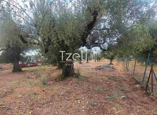Αγροτεμάχια 2.317 τ.μ. για πώληση, Αχαΐα, Μεσσατίδα-thumb-12