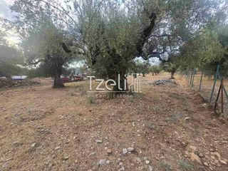 Αγροτεμάχια 2.317 τ.μ. για πώληση, Αχαΐα, Μεσσατίδα-thumb-14