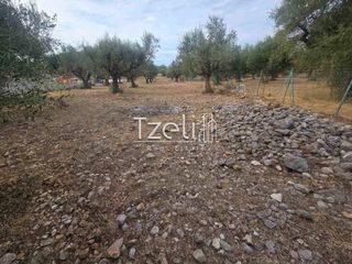 Αγροτεμάχια 2.317 τ.μ. για πώληση, Αχαΐα, Μεσσατίδα-thumb-24