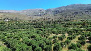 Οικόπεδο 6.020 τ.μ. για πώληση, Ν. Ρεθύμνου, Φοινίκας-thumb-7