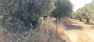 Οικόπεδο 1.500 τ.μ. για πώληση, Μεσσηνία, Μεσσήνη-thumb-1