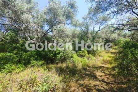 Αγροτεμάχια 1.675 τ.μ. για πώληση, Μαγνησία, Τρικέρι