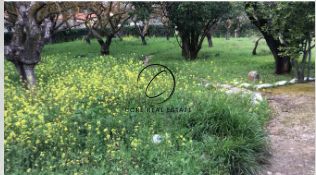 Οικόπεδο 1.000 τ.μ. προς πώληση