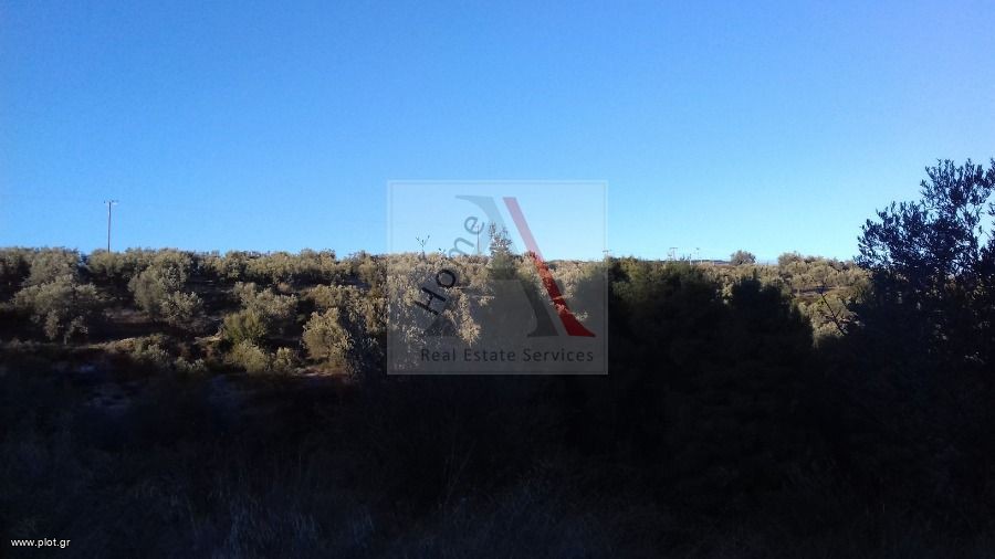 Αγροτεμάχια 13.000 τ.μ. προς πώληση, Μαψός