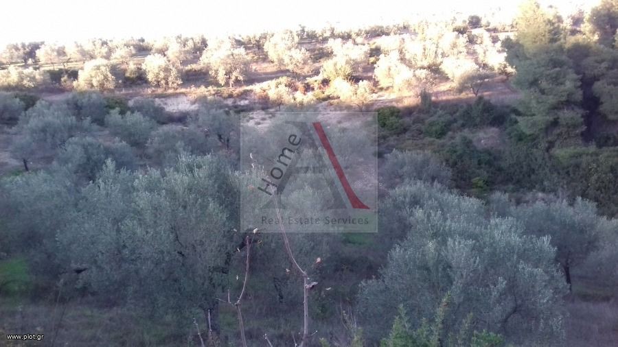 Αγροτεμάχια 13.000 τ.μ. προς πώληση, Μαψός