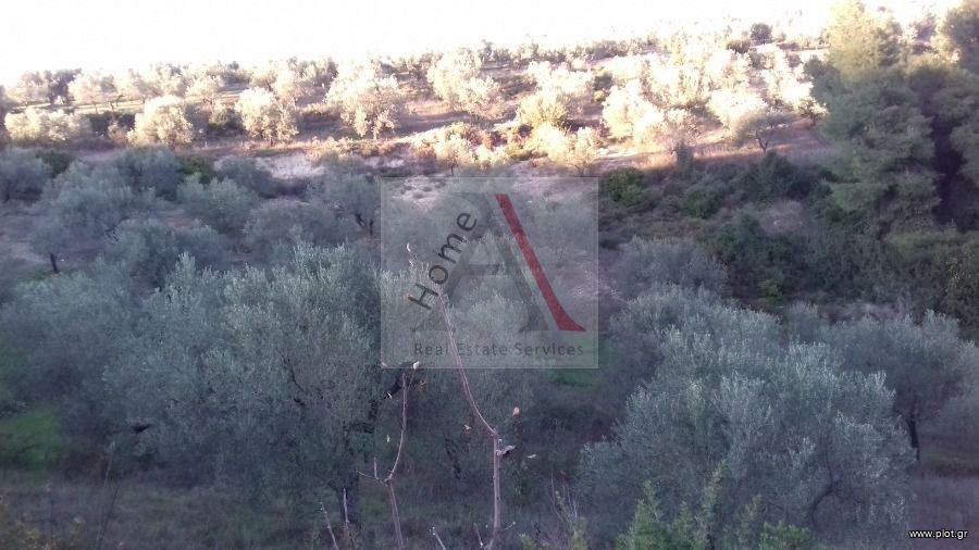 Αγροτεμάχια 13.000 τ.μ. προς πώληση, Μαψός