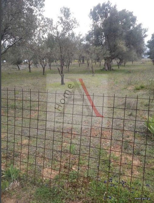 Αγροτεμάχια 1.286 τ.μ. προς πώληση, Γυμνό Αμαρύνθου