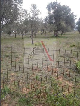 Αγροτεμάχια 1.286 τ.μ. προς πώληση