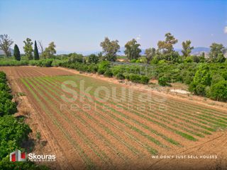 Αγροτεμάχια 8.205,68 τ.μ. για πώληση, Αργολίδα, Ναύπλιο-thumb-17