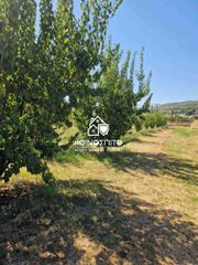 Αγροτεμάχια 6.000 τ.μ. για πώληση, Ημαθία, Δοβρά-thumb-12