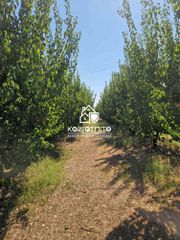 Αγροτεμάχια 6.000 τ.μ. για πώληση, Ημαθία, Δοβρά-thumb-11