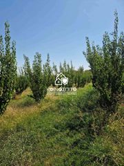 Αγροτεμάχια 6.000 τ.μ. για πώληση, Ημαθία, Δοβρά-thumb-15