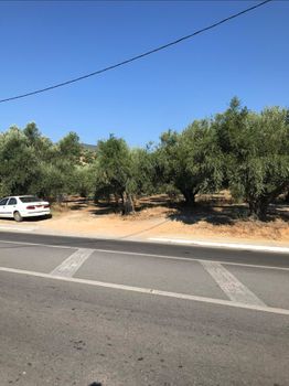 Οικόπεδο 10.000 τ.μ. προς πώληση