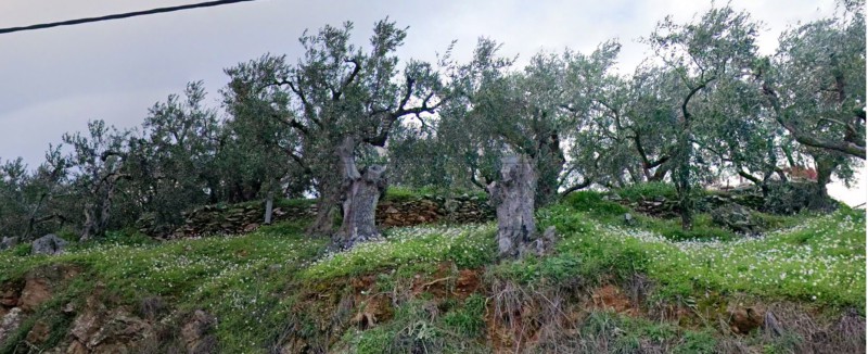 Αγροτεμάχια 2.300 τ.μ. πρός πώληση, Μαγνησία, Αρτέμιδα