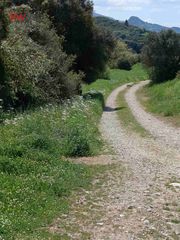 Αγροτεμάχια 27.529 τ.μ. για πώληση, Αχαΐα, Τριταία-thumb-3