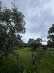 Αγροτεμάχια 1.376 τ.μ. για πώληση, Ν. Καβάλας, Θάσος-thumb-1